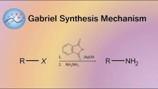 Gabriel Synthesis Mechanism  Organic Chemistry [upl. by Genna931]