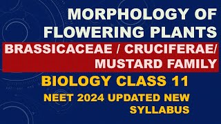 CruciferaeBrassicaceaeMustard Family in Tamil  NEET 2024 Syllabus Morphology of Flowering Plants [upl. by Eceinej48]