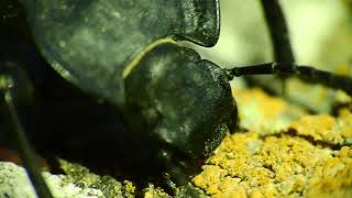 Darkling beetle Akis sp feeding on crustose lichen [upl. by Takara]