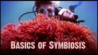 Symbiosis Mutualism Commensalism and Parasitism [upl. by Anel]