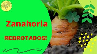 👍 Como sembrar ZANAHORIA 🥕  tu Huerto Truco para que brote Daucus carota cultivo organico [upl. by Iorgos453]