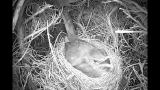 Blackbird nest  Nightwatch 12 [upl. by Edwards]