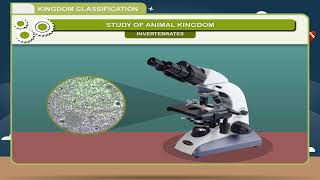Kingdom Classification Animals class7 [upl. by Schlessel]