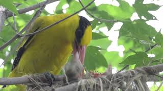 Black naped Oriole Oriolus chinensis [upl. by Jaddan513]