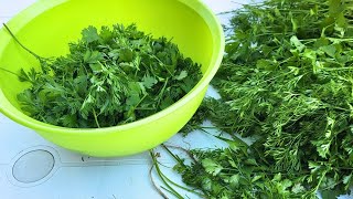 Comment je sèche le persil frais de mon jardin How I dry fresh parsley from my garden [upl. by Doig]