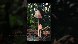 Coprinopsis atramentaria 🍄 mushroom nature naturalbeauty foryou photography best wow organic [upl. by Server]