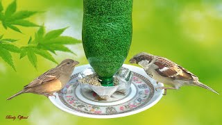 DIY Easy Bird feeder From Plastic Bottle [upl. by Aiam178]