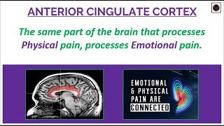 Anterior Cingulate Cortex [upl. by Neetsirk]