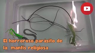 El Terrible parásito de la Mantis Religiosa 2023 😱 [upl. by Homere855]