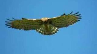 Shorttoed Eagle [upl. by Ahgem]