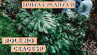 VLOG COMPRANDO PLANTAS NA MADRUGADA  FEIRA CEAGESP [upl. by Nnylirret]