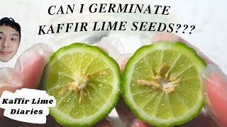 HOW TO GERMINATE KAFFIR LIME SEEDS SUCCESSFULLY [upl. by Rosenquist]