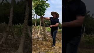 Why are Chinese people cutting down papaya trees [upl. by Ahsrat]