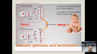 Chromosomes genes and alleles  brief overview [upl. by Soloman]