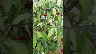 Hornworm Attacks Pepper 🌶 Plant backyardgarden garden gardening Pepper shorts hornworm 😢 [upl. by Torras]