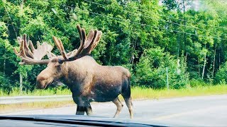 GIANT Moose in the Street [upl. by Feldt90]