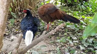 Edwards pheasant preening [upl. by Vivienne193]