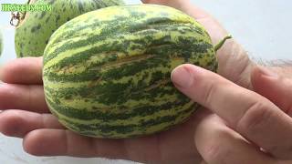 ⟹ Crack Melon  Cucumis melo  Melon Review [upl. by Wernher]