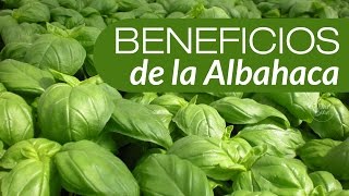 Propiedades de la Albahaca y Beneficios [upl. by Katushka]