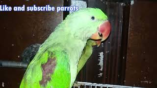 Parrot Natural Sounds  Parrot Talking Parrot Bird TalkingParrot Parakeet alexandrinebabyparro [upl. by Notlok399]