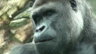 Rare and Unique Birth Gorilla Twins June 2013 Burgers Zoo Arnhem Netherlands Europe  1 [upl. by Cornew422]