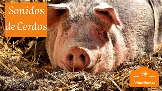 🐷SONIDOS DE CERDOS “Oink Oink” Chillidos Gruñidos Guarridos – Sonido de Cerdos Para Niños [upl. by Nitaj571]