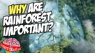 Why are rainforests important [upl. by Vivia]