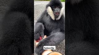 Black Crested Gibbon trending youtubeshorts shorts funny [upl. by Busch]