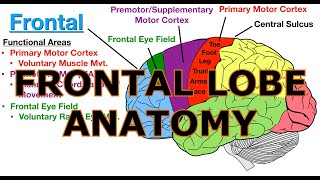 ANATOMY OF THE FRONTAL LOBE OF THE BRAIN [upl. by Nelehyram807]