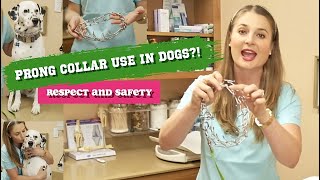 PRONG COLLAR USE IN DOGS  MUST WATCH [upl. by Ylrebme]