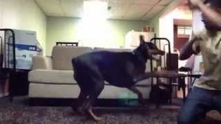 Fighting with my Doberman play fighting [upl. by Brigid]