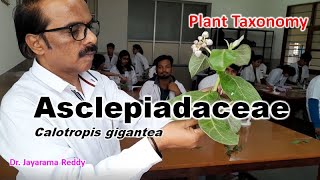 Asclepiadaceae Calotropis gigantea Taxonomy  Dr Jayarama Reddy St Josephs University Join [upl. by Yllitnahc]