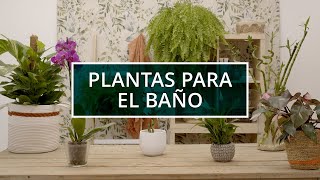 Plantas para el baño  Verdecora [upl. by Yduj]