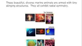 Invertebrate Classification [upl. by Ahslek]