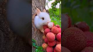 Cute Rabbit  Baby rabbit growth  Baby rabbits grow up pets cute [upl. by Aihk]