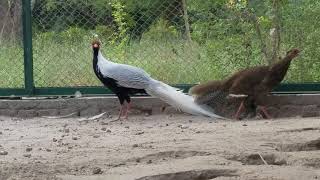 silver pheasant bird  Silver pheasant sounds [upl. by Adni352]