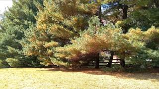 White Pine Trees Turning Yellow Disease or Normal [upl. by Any317]