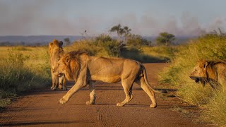 A Lion Coalition of 4 Males and Their Lion Cubs  Kruger National Park [upl. by Mazonson]