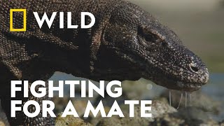 Male Komodo Dragons Fight for a Mate  House of the Reptiles  National Geographic WILD UK [upl. by Tolkan36]