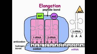 Elongation Step of DNA Translation [upl. by Tam]