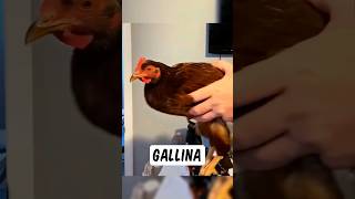 Una gallina versus un estabilizador 😲 lguk [upl. by Aihsatan]