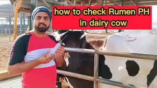 How to check Rumen PH in dairy Cow to determine ruminal acidosis  alkalosis  Rumenocentesis [upl. by Tansy]