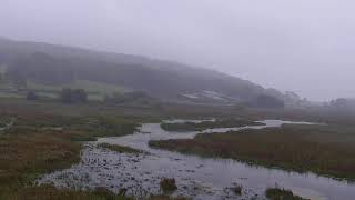 RSPB Leighton Moss Osprey Platform Live Stream [upl. by Knut]