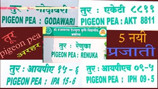 तूरअरहर pigeon 🫛 5 new varieties  all agriculture [upl. by Eirrol]