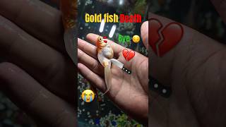 My gold fish death 😭 shorts goldfish [upl. by Fritzsche]