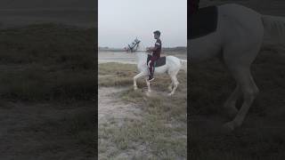 nukra ghora zula sail wala ghora best horse horse lover horse riding trends horse viral [upl. by Ellednahs249]