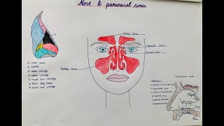 nose  paranasal sinuses  anatomy physiology structure [upl. by Eioj]