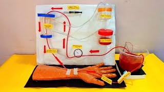 Hemodialysis working model for science project  biology project SubhamsArtCraftCreations [upl. by Micky156]