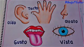 Los 5 sentidos y sus órganos the 5 senses and their organs Dibujo y color [upl. by Laertnom]