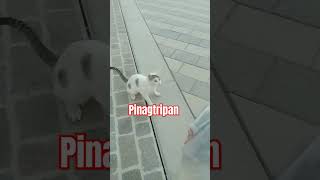 NA AMOY ANG PAGKAIN NAGUTOM ANG PUSA shortvideos cat funny [upl. by Imena]